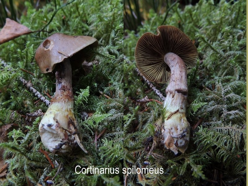 Cortinarius spilomeus-amf694.jpg - cortinarius spilomeus ; Syn: Dermocybe spilomea ; Nom français: Cortinaire tacheté